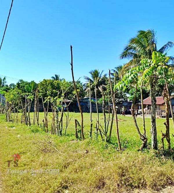 photo 2 de l annonce