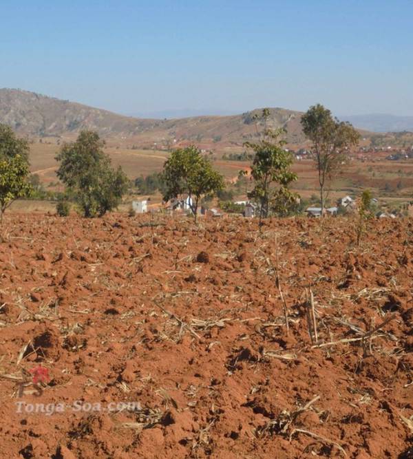 photo 2 de l annonce