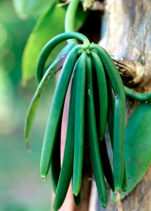 photo 1 de l annonce