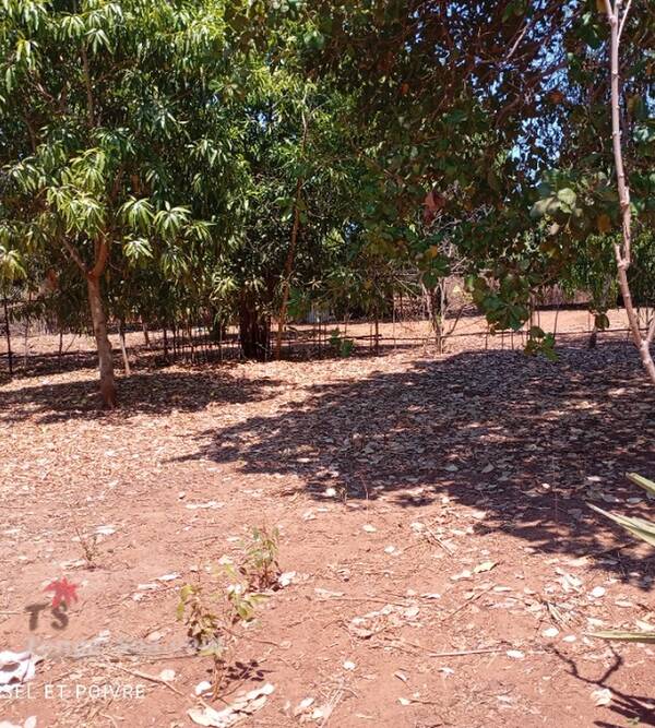 photo 1 de l annonce