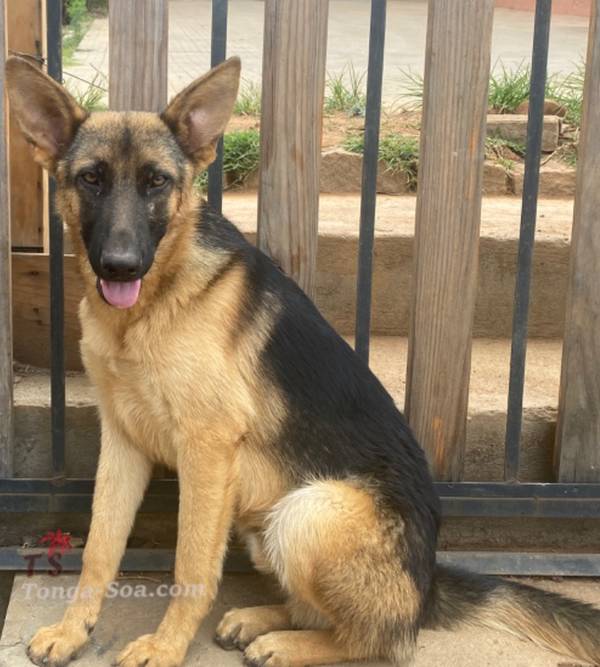 photo 1 de l annonce