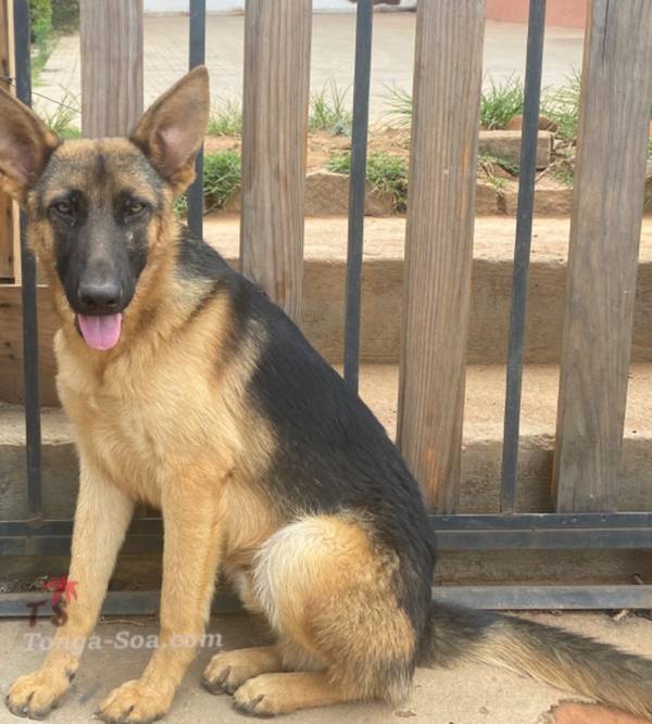 photo 2 de l annonce