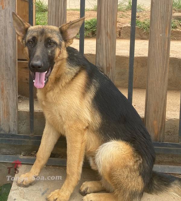 photo 3 de l annonce