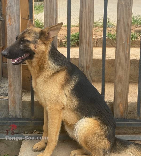 photo 4 de l annonce