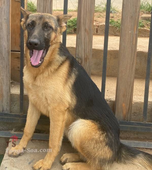 photo 5 de l annonce