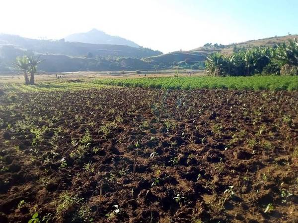 photo 1 de l annonce