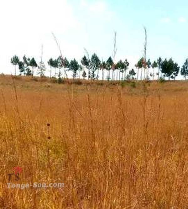 photo 2 de l annonce