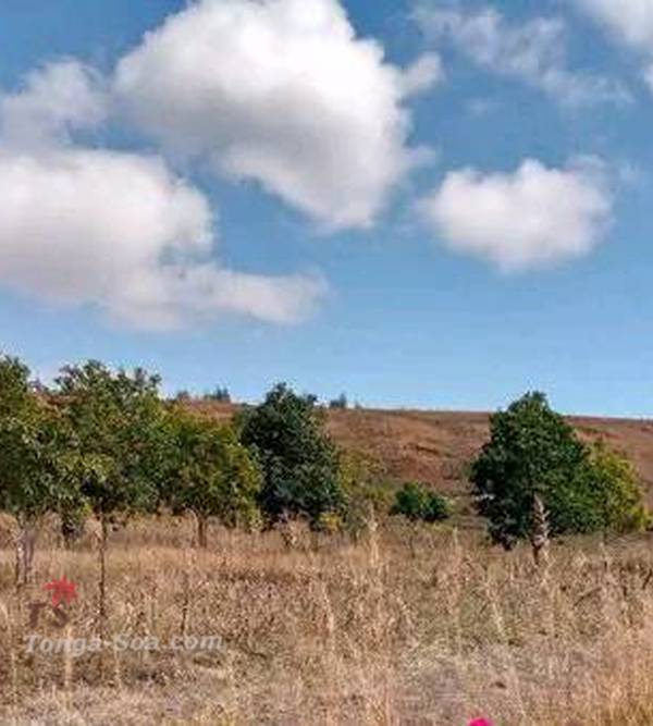 photo 3 de l annonce