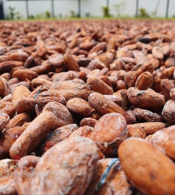 photo 1 de l annonce