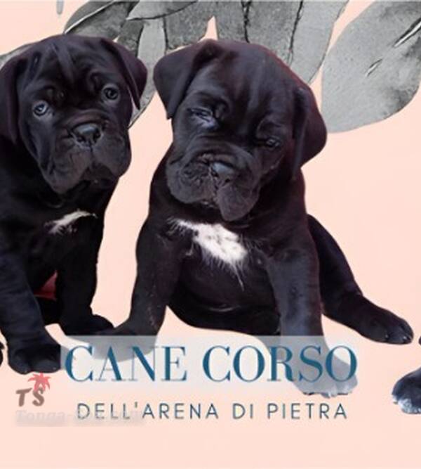 photo 1 de l annonce