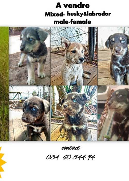 photo 2 de l annonce