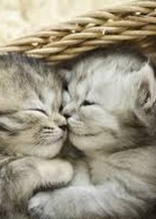 J'ai beaucoup de tendresse à donner et soif d'amour....