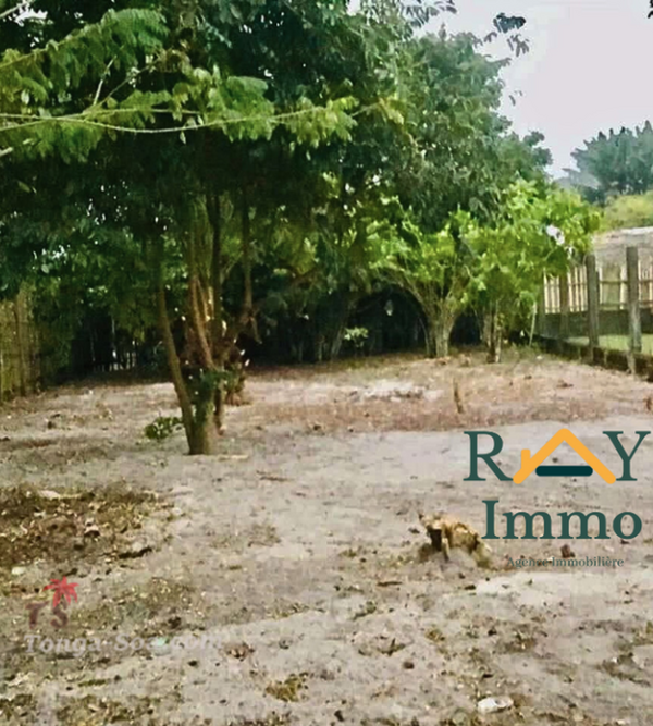 photo 2 de l annonce