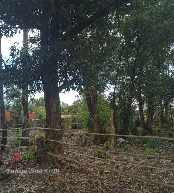 photo 1 de l annonce