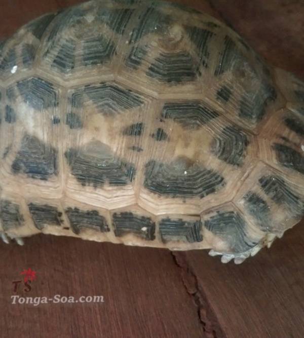 photo 1 de l annonce