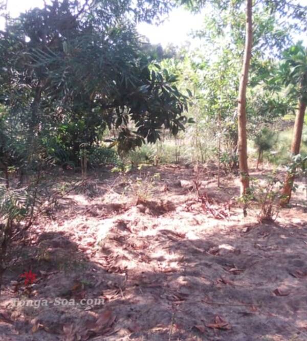 photo 1 de l annonce