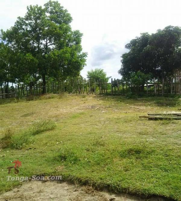 photo 1 de l annonce