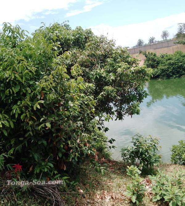 photo 2 de l annonce