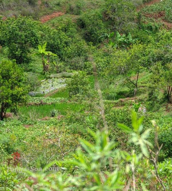 photo 3 de l annonce