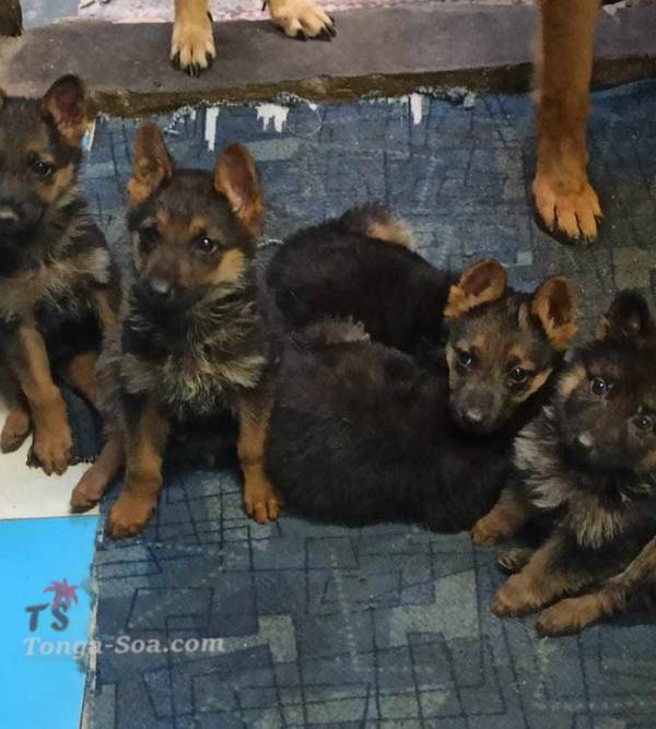 photo 1 de l annonce