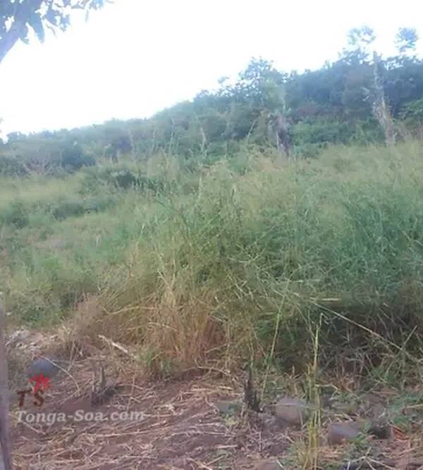 photo 3 de l annonce