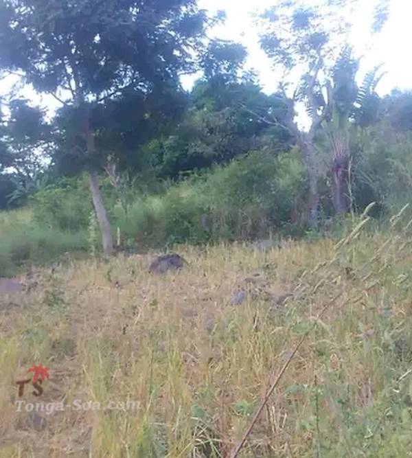 photo 5 de l annonce