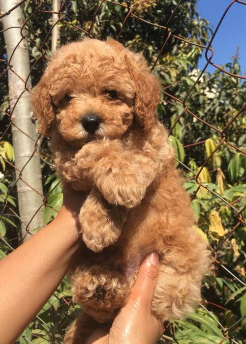 photo 1 de l annonce