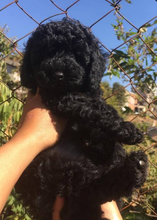 photo 2 de l annonce