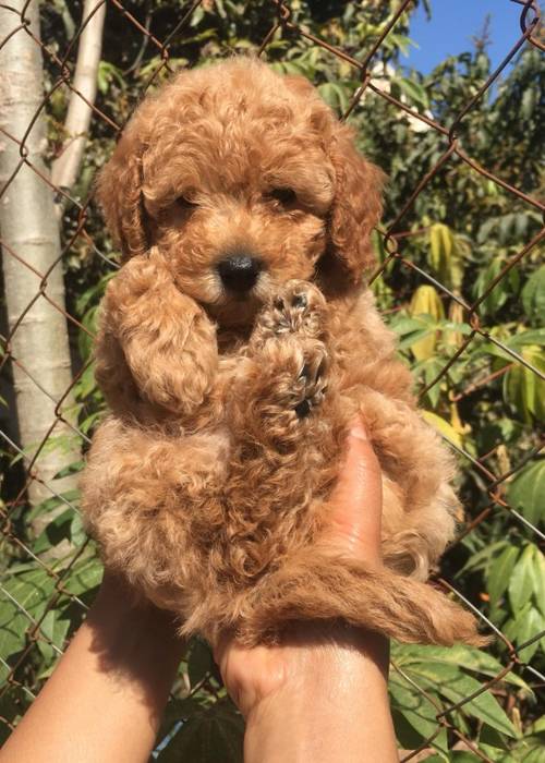 photo 3 de l annonce