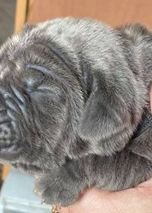 photo 1 de l annonce