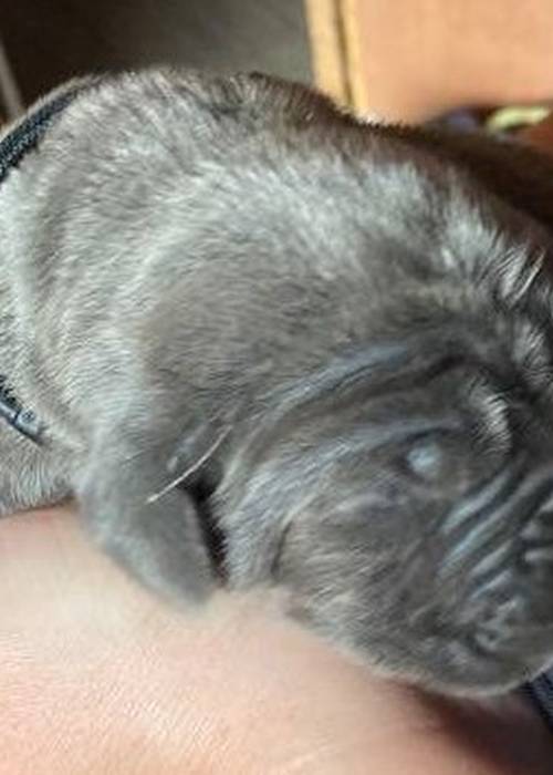 photo 2 de l annonce