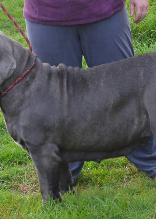 photo 3 de l annonce