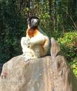 Photo Annonce Tourisme Madagascar PV2418 Annonce avec photo