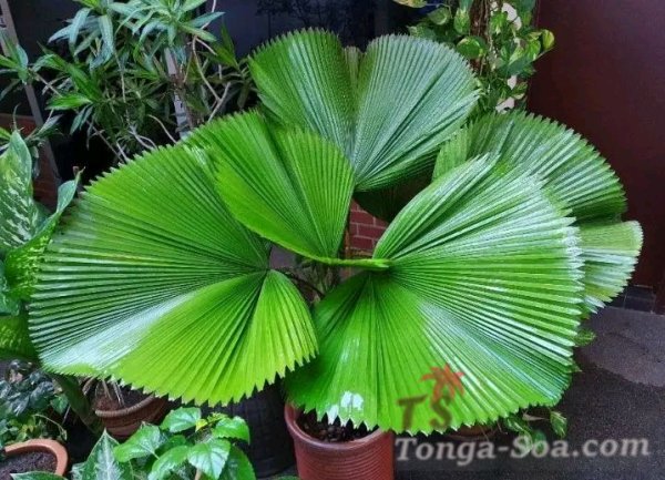 Vente de plantes 💐🌹❣️