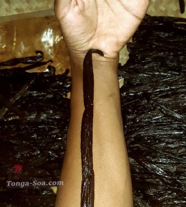 photo 1 de l annonce