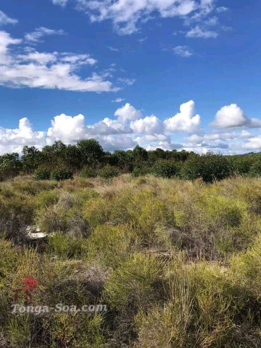 photo 1 de l annonce