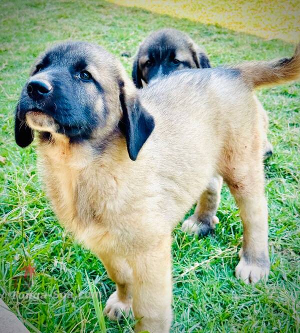 photo 1 de l annonce