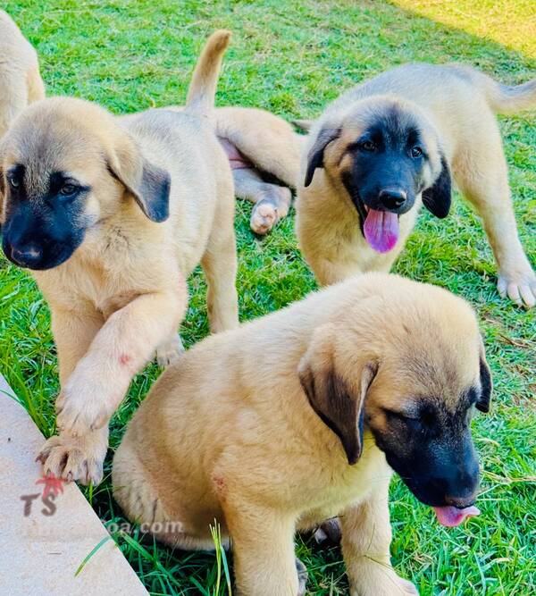 photo 2 de l annonce