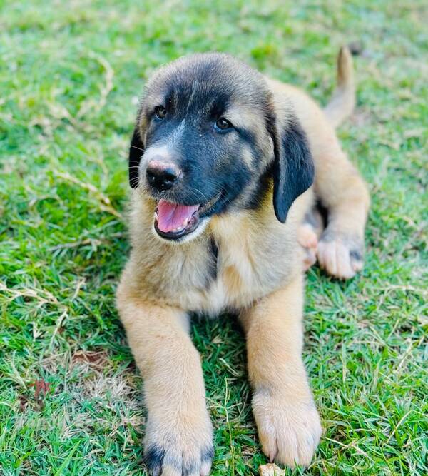 photo 3 de l annonce