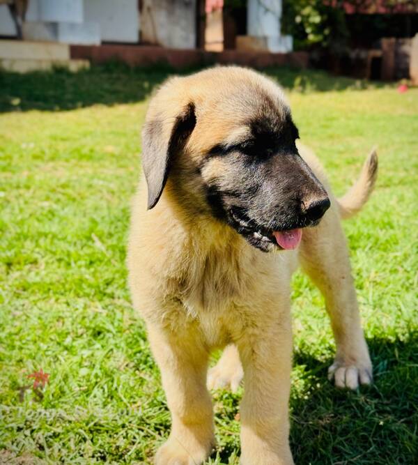 photo 4 de l annonce