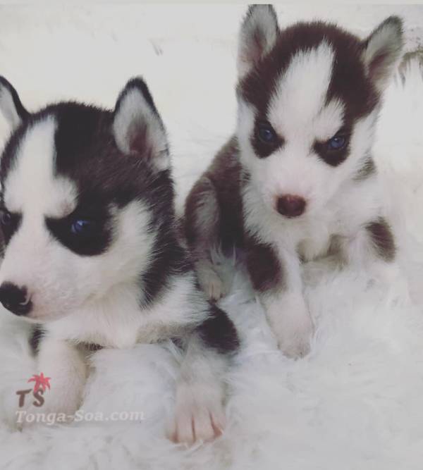 photo 2 de l annonce