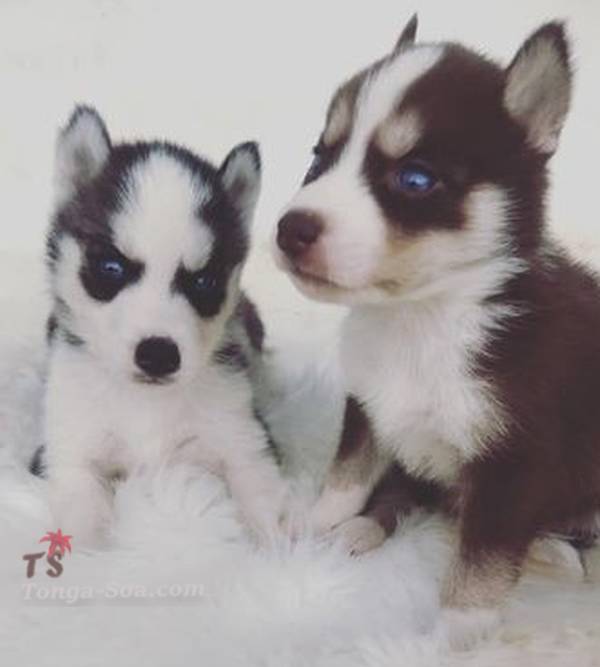 photo 3 de l annonce