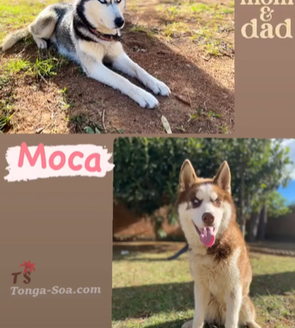 photo 4 de l annonce