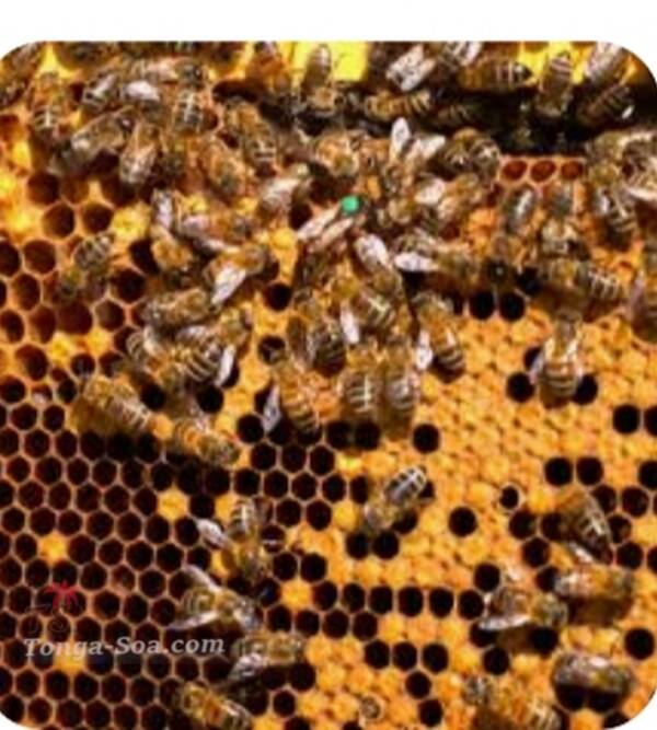 photo 1 de l annonce