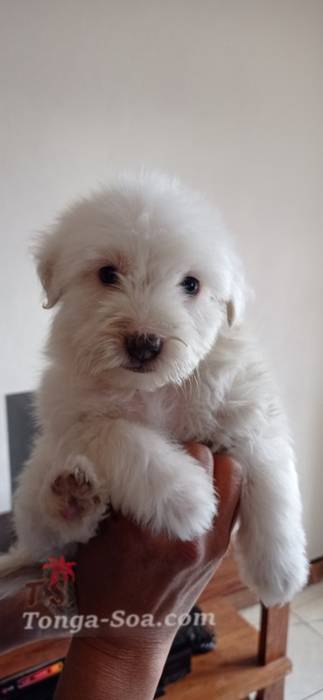 Chiots coton de tuléar