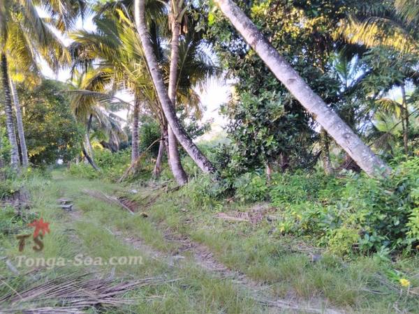 photo 3 de l annonce