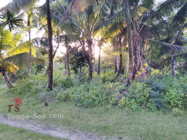 photo 5 de l annonce