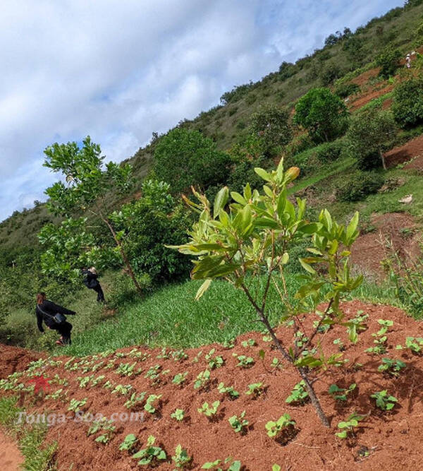 photo 1 de l annonce