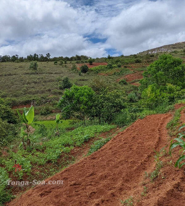 photo 2 de l annonce