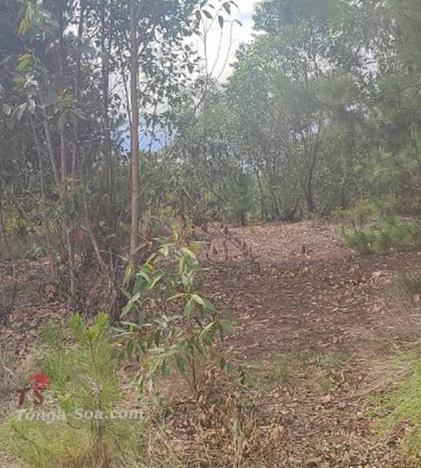 photo 4 de l annonce